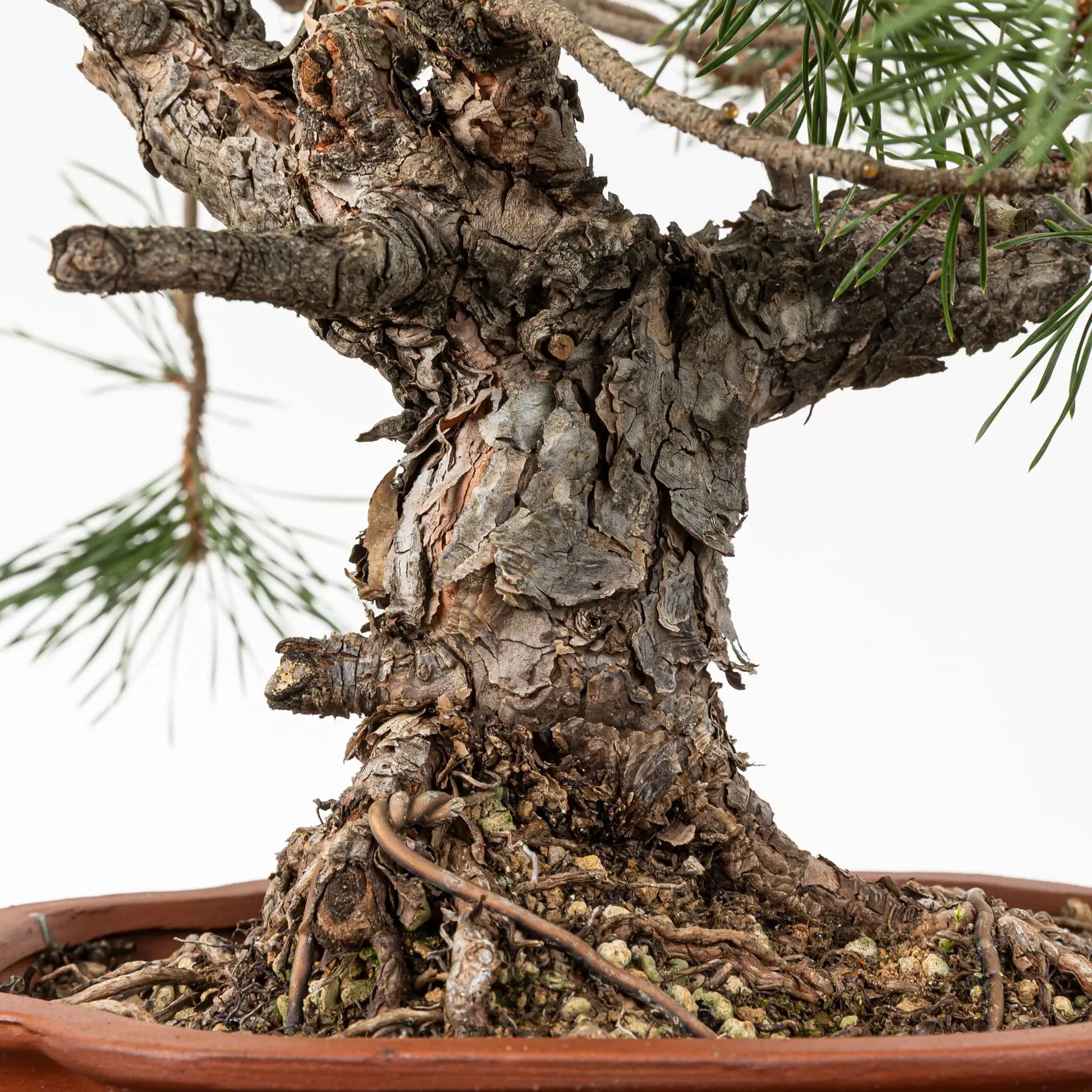 Detalle de tronco con corteza de bonsai de pino silvestre.