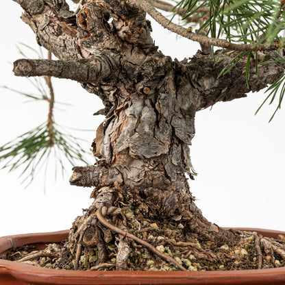 Detalle de tronco con corteza de bonsai de pino silvestre.