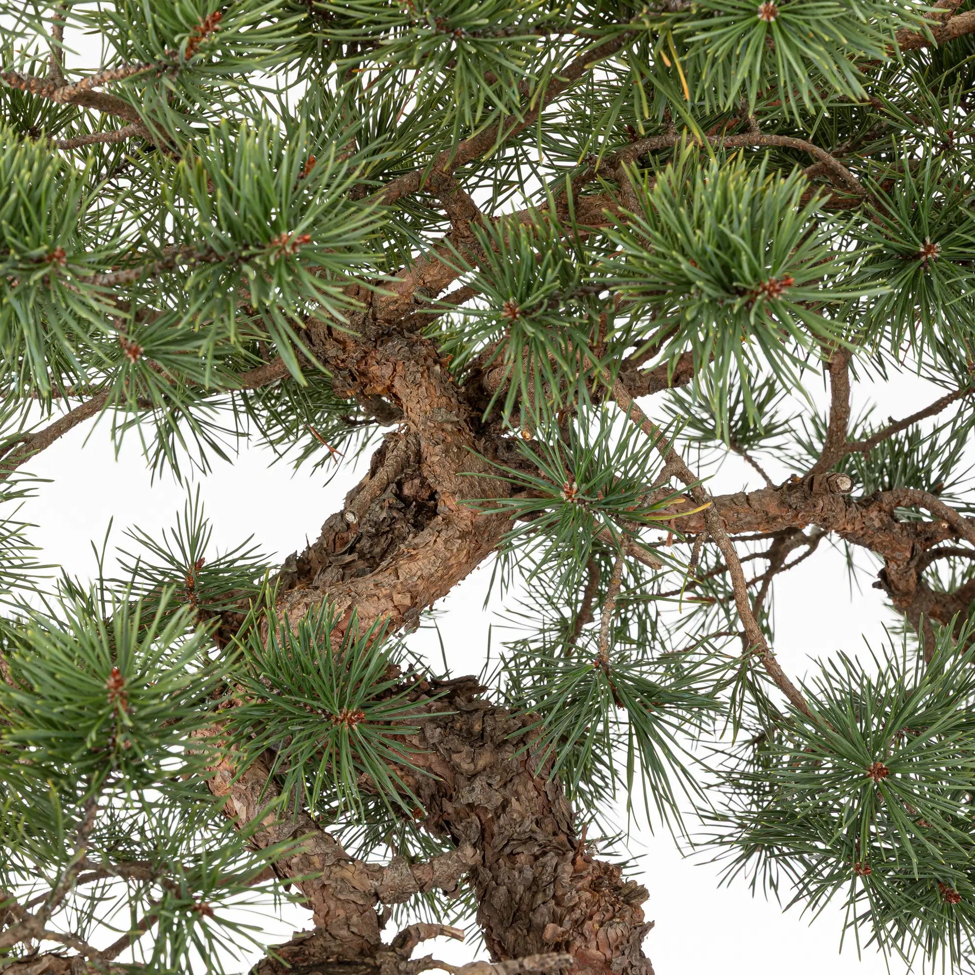 Detalle de ramas de bonsai de pinus sylvestris