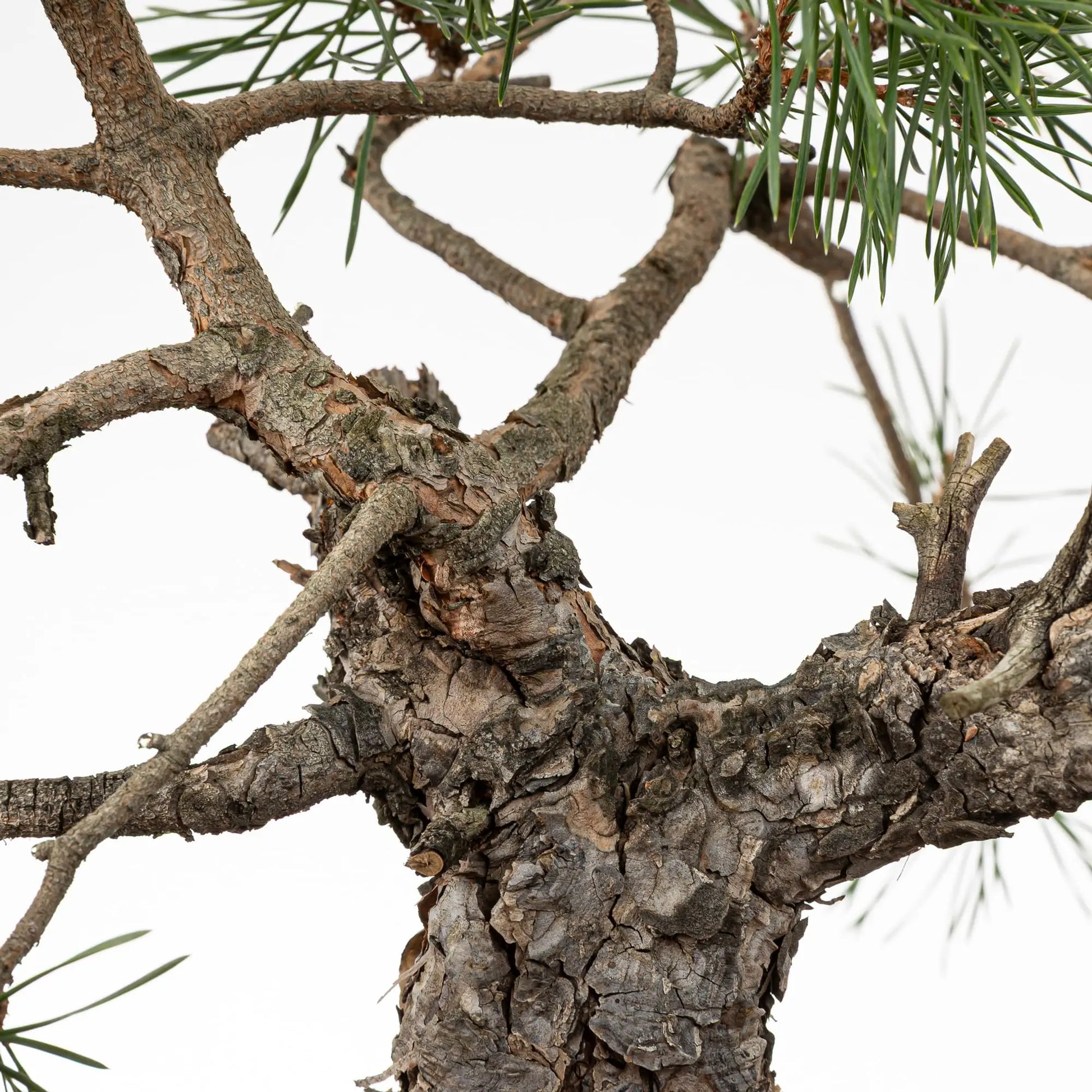 Detalle de ramas de prebonsai de pino silvestre