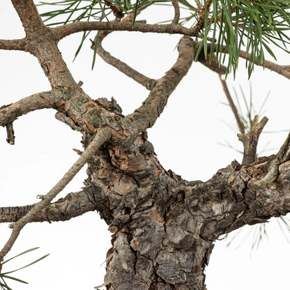 Detalle de ramas de prebonsai de pino silvestre