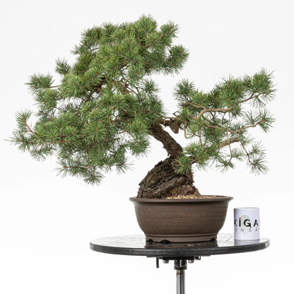 Comparativa de tamaño de bonsai yamadori de pinus sylvestris con una taza café de la tienda ikigai bonsai