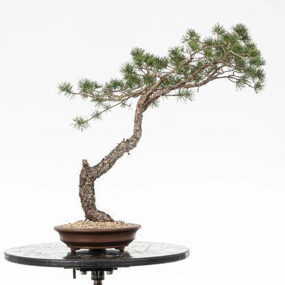 Bonsai yamadori de pinus sylvestris estilo bunjin y tamño dai