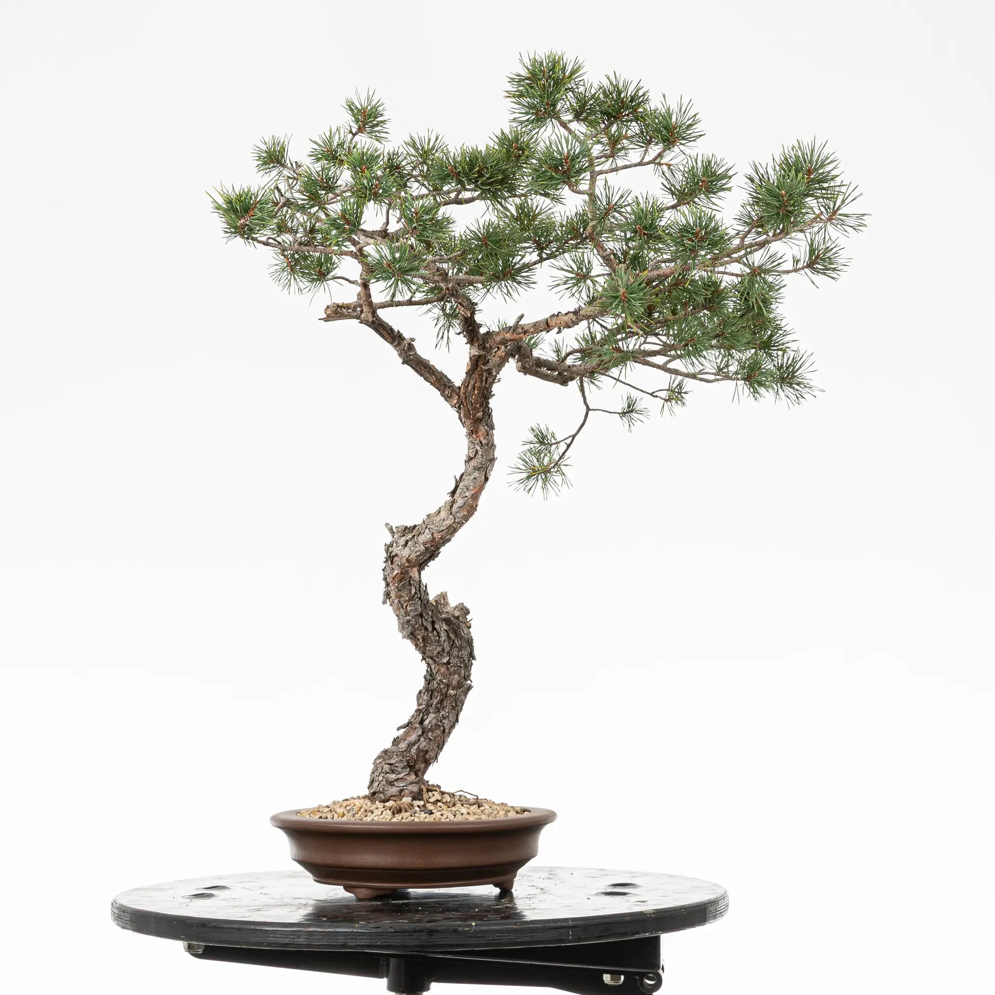 Cara derecha de bonsai yamadori de pinus sylvestris