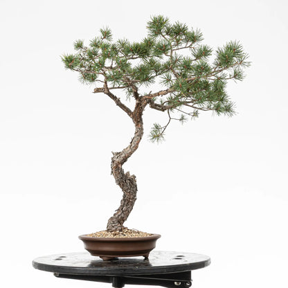 Cara derecha de bonsai yamadori de pinus sylvestris