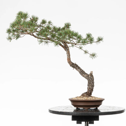 Cara trasera de bonsai yamadori de pinus sylvestris