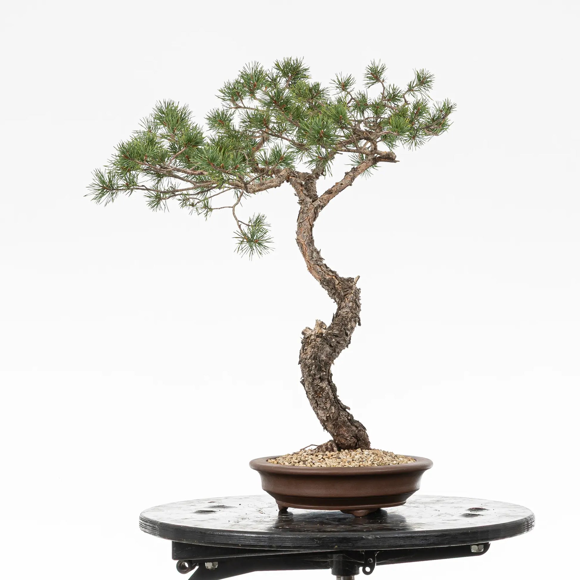Cara izquierda de bonsai yamadori de pinus silvestris