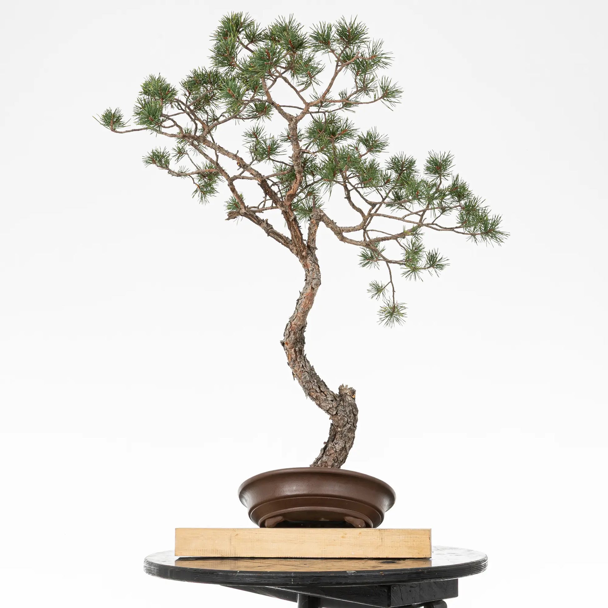 Detalle de tronco y posible frente del bunjin de pino silvestre