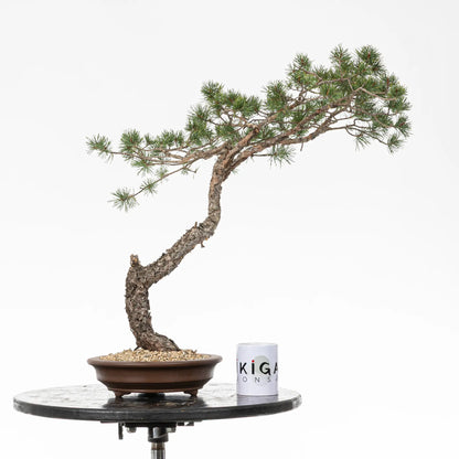 Comparativa de tamaño de bonsai de pinus sylvestris con una taza de café de la tienda de ikigai bonsai.