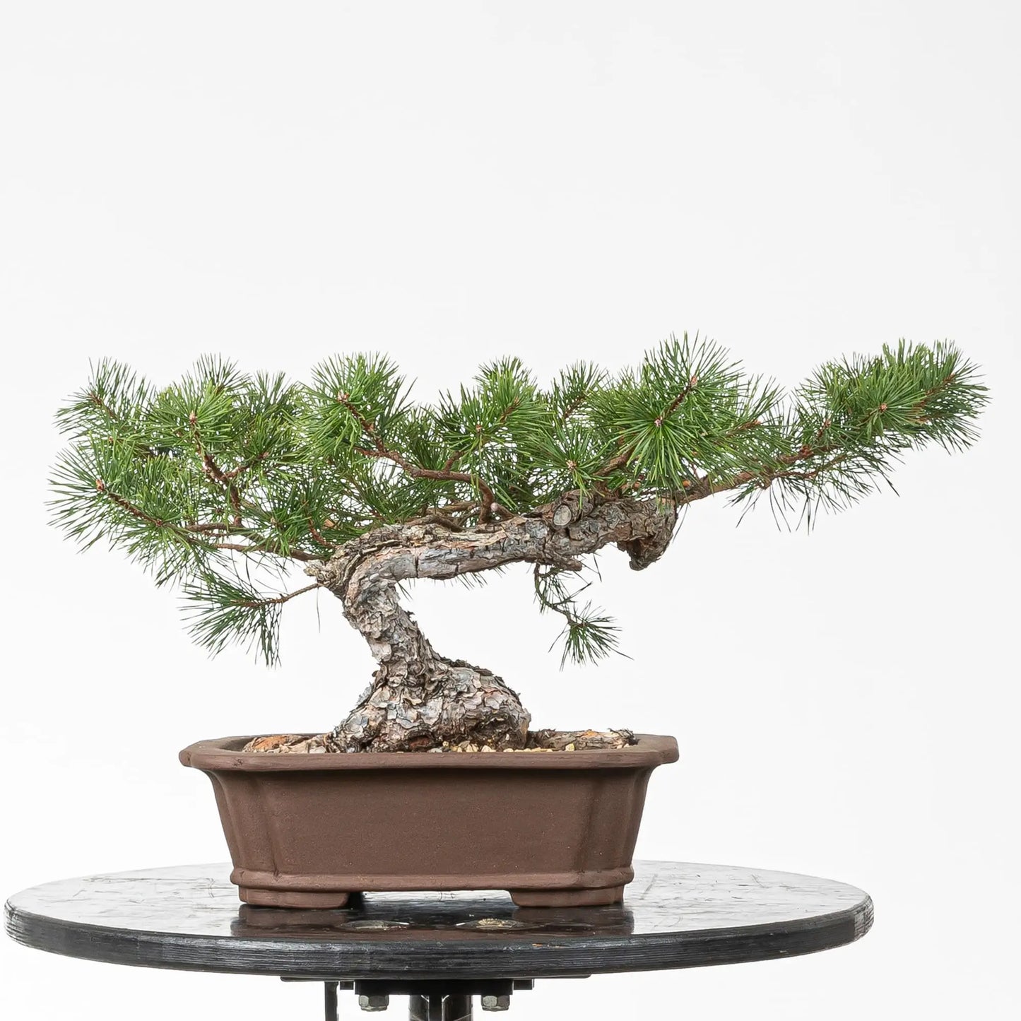 Bonsai yamadori de pinus sylvestris de tamaño kifu