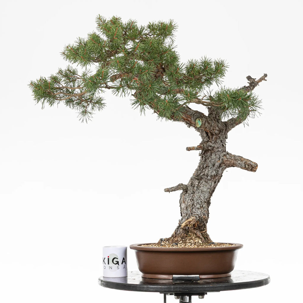 Comparativa de tamaño de bonsai de pinus sylvestris con una taza de café de la tienda de ikigai bonsai.