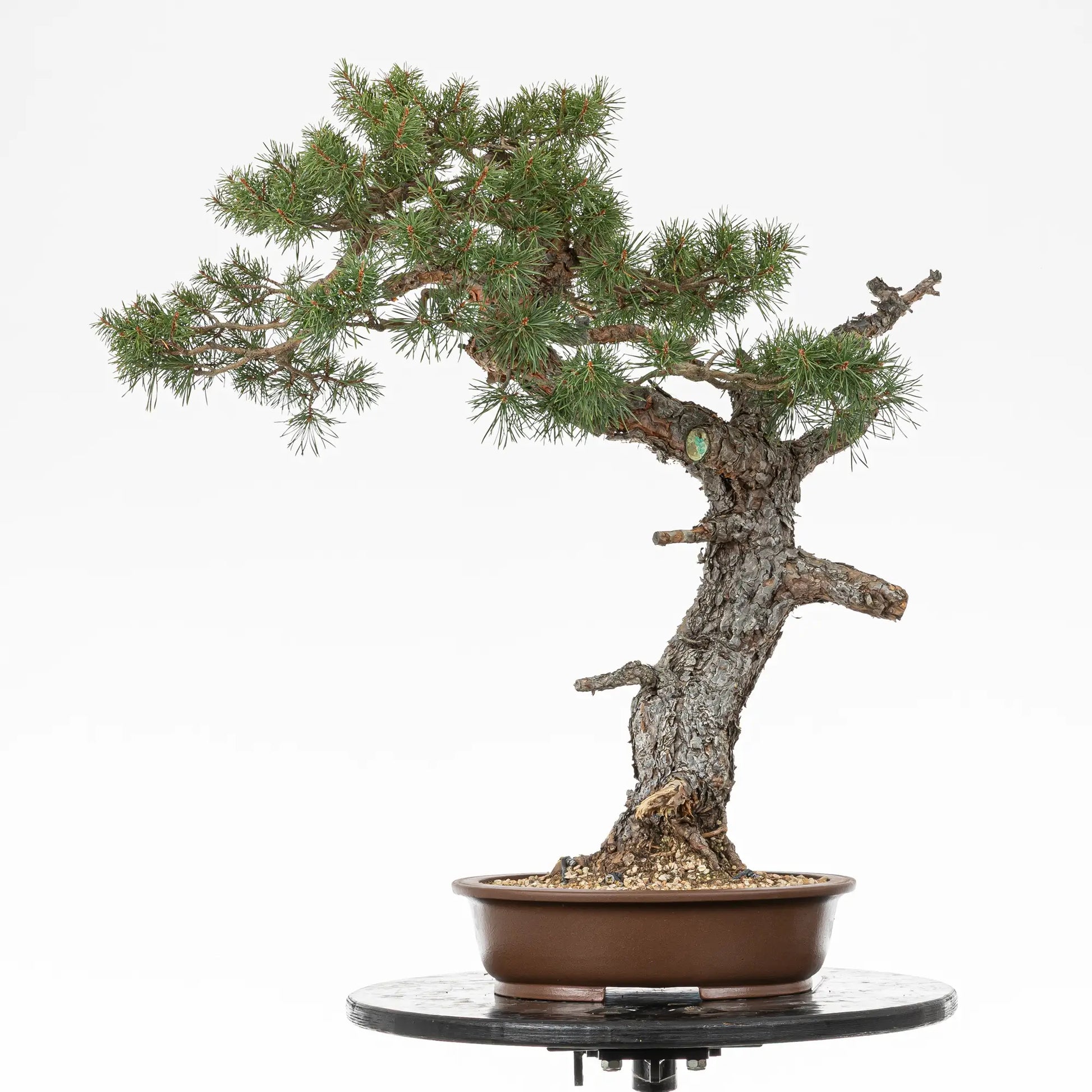 Bonsai yamadori de pinus sylvestris estilo bunjin y tamaño dai.
