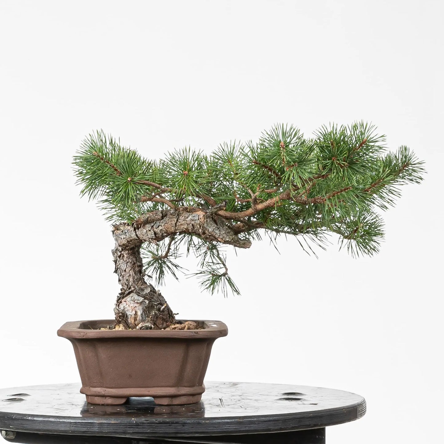 Cara derecha de bonsai de pino silvestre