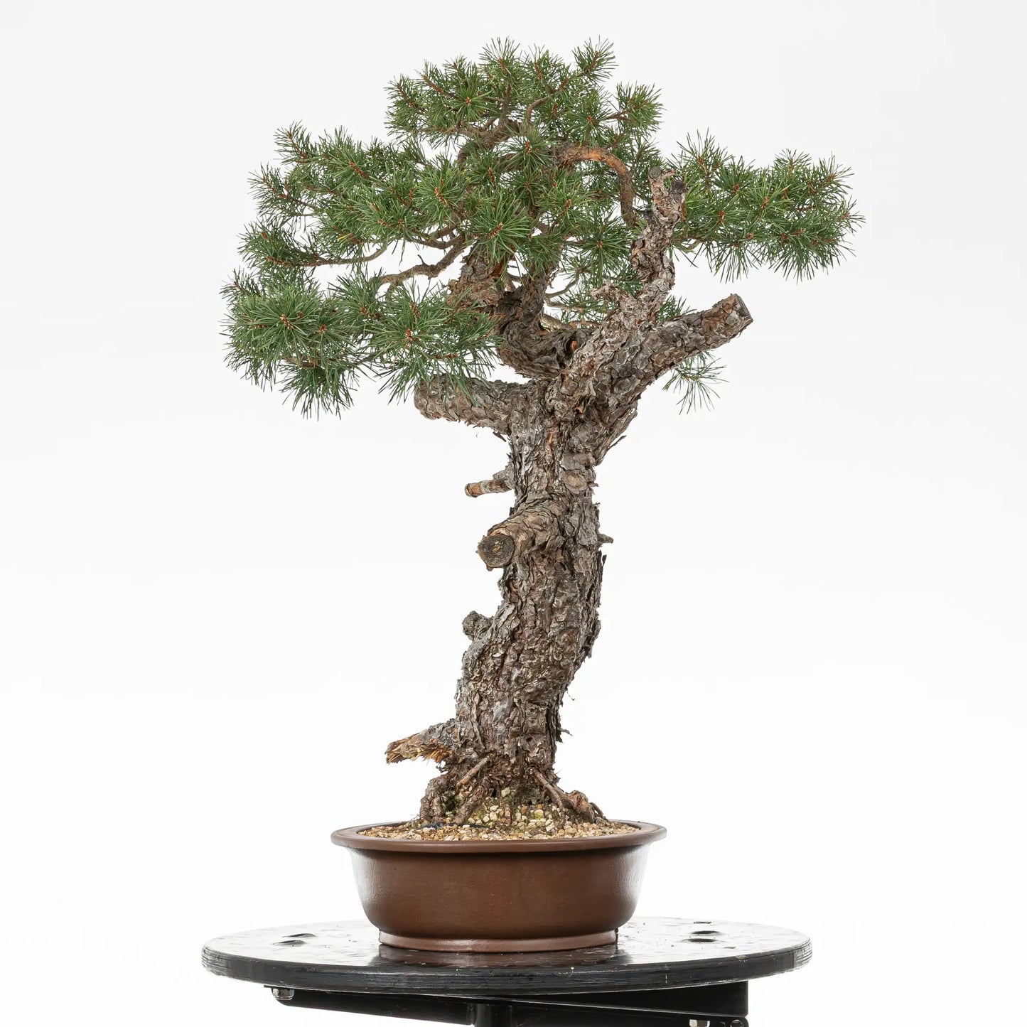 Cara derecha de bonsai de pinus sylvestris