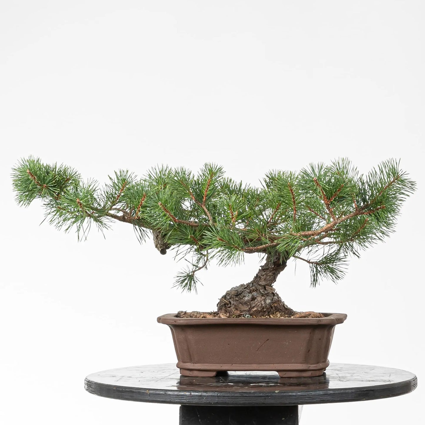 Cara trasera de bonsai de pino silvestre.