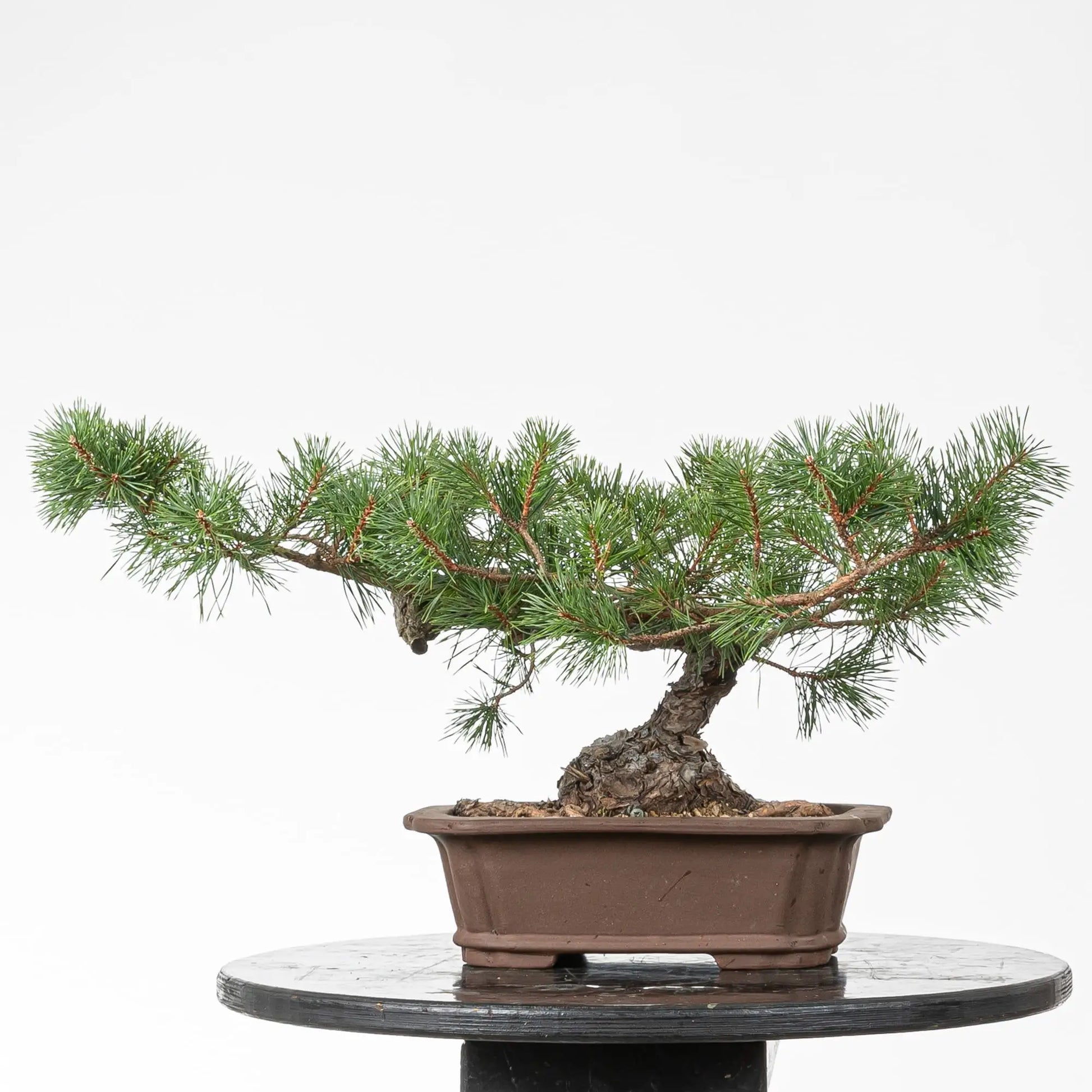 Cara trasera de bonsai de pino silvestre.