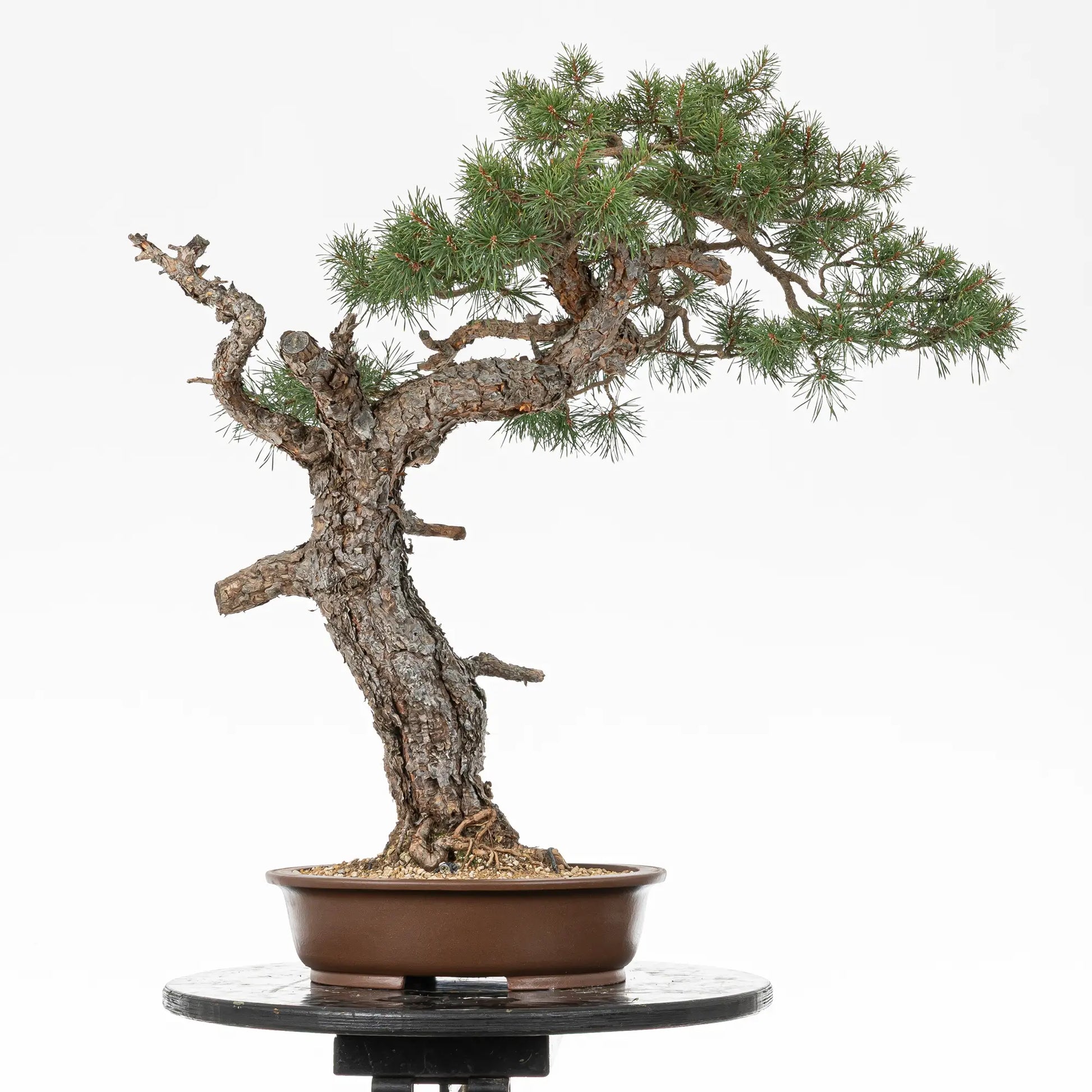 Cara trasera de bonsai de pinus silvestris