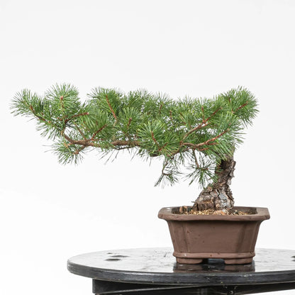 Cara izquierda de bonsai de pino silvestre