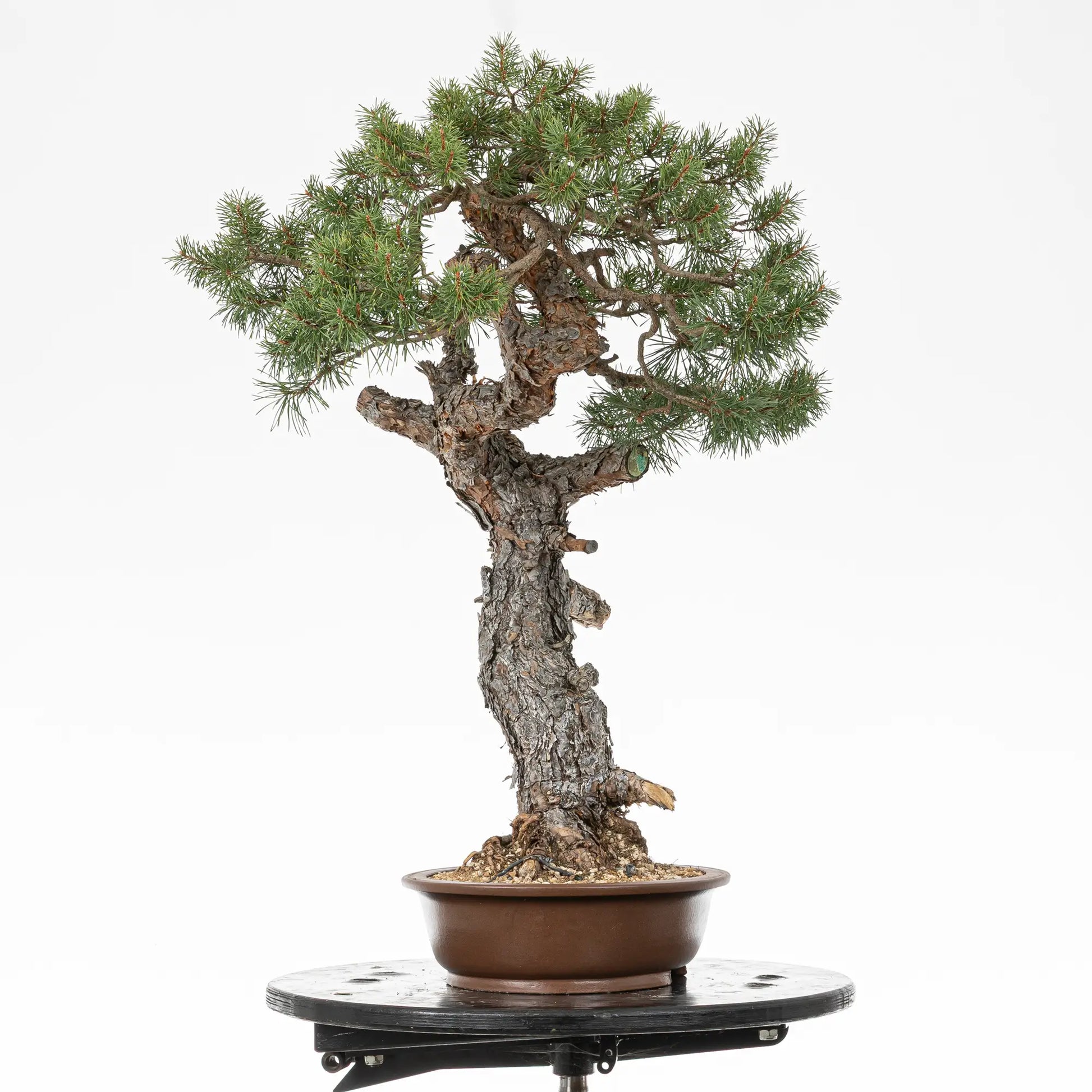 Cara izquierda de bonsai de pinus sylvestris