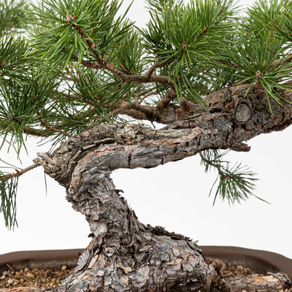 Detalle de curva, shari y corteza de pino silvestre