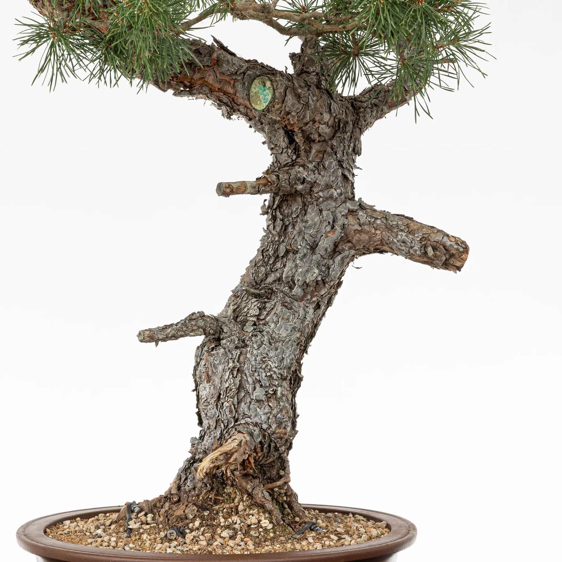 Detalle de tronco y nebari de pinus sylvestris