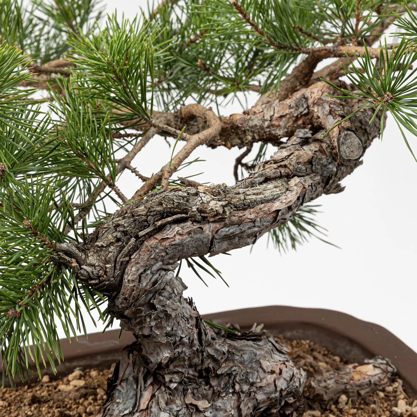 Detalle de curva con shari de pino silvestre.