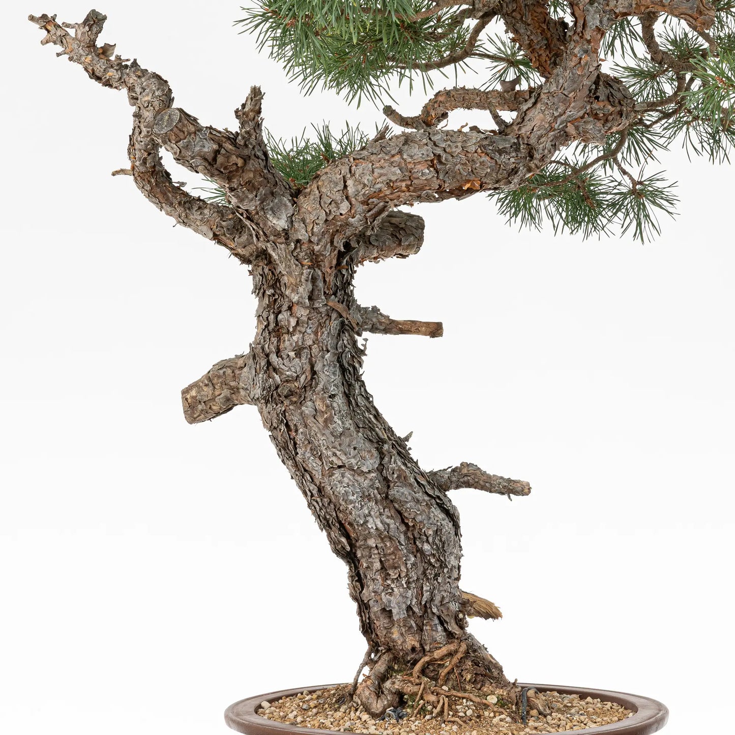 Detalle de tronco de bonsai de pinus silvestris