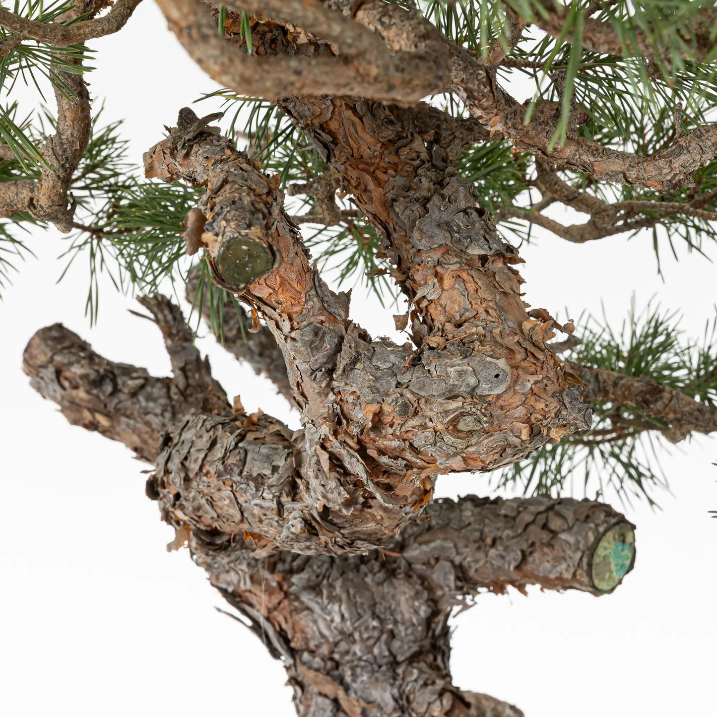 Detalle de jines y tronco de pinus sylvestris