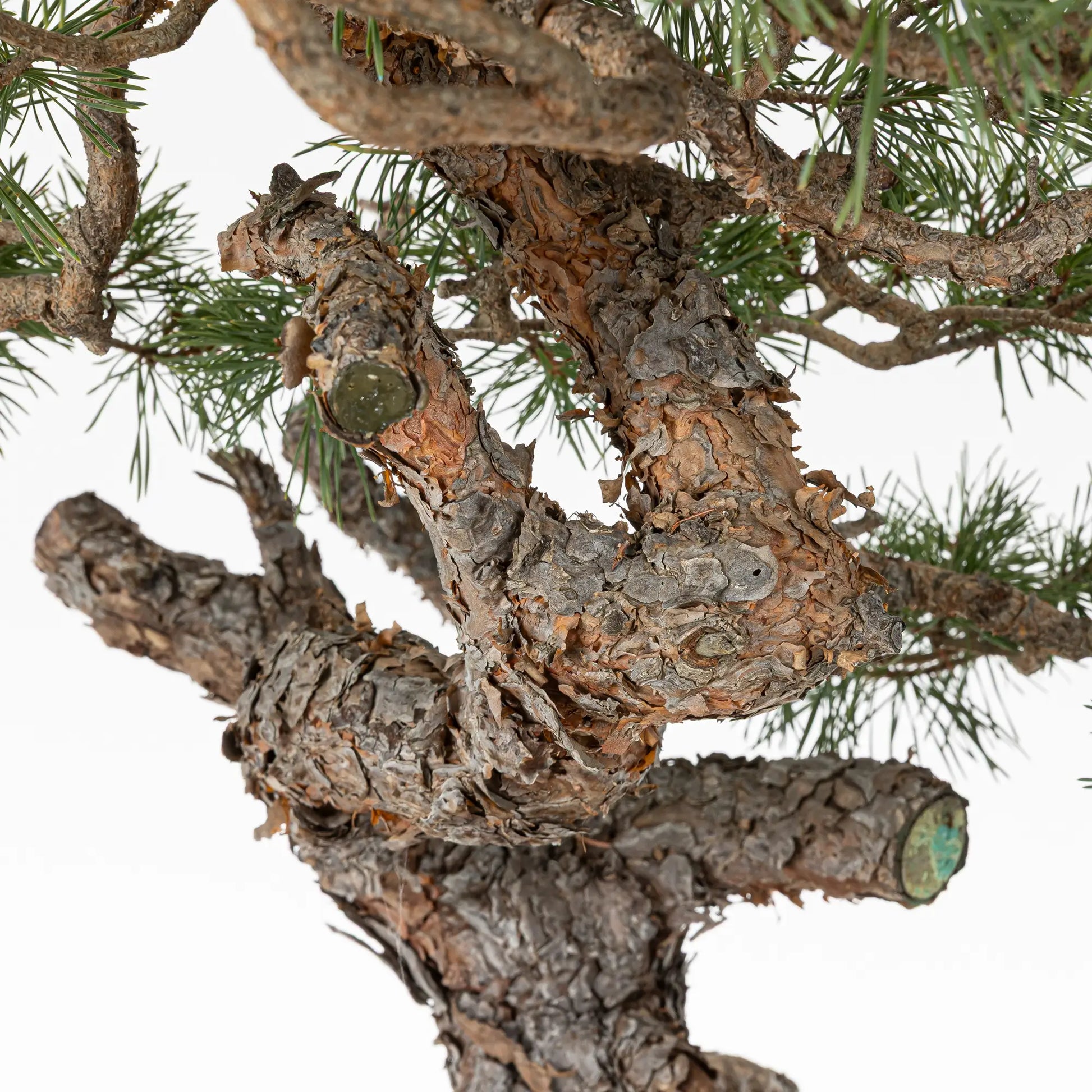 Detalle de jines y tronco de pinus sylvestris