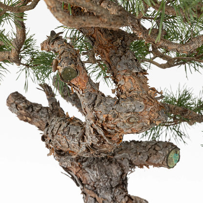 Detalle de jines y tronco de pinus sylvestris
