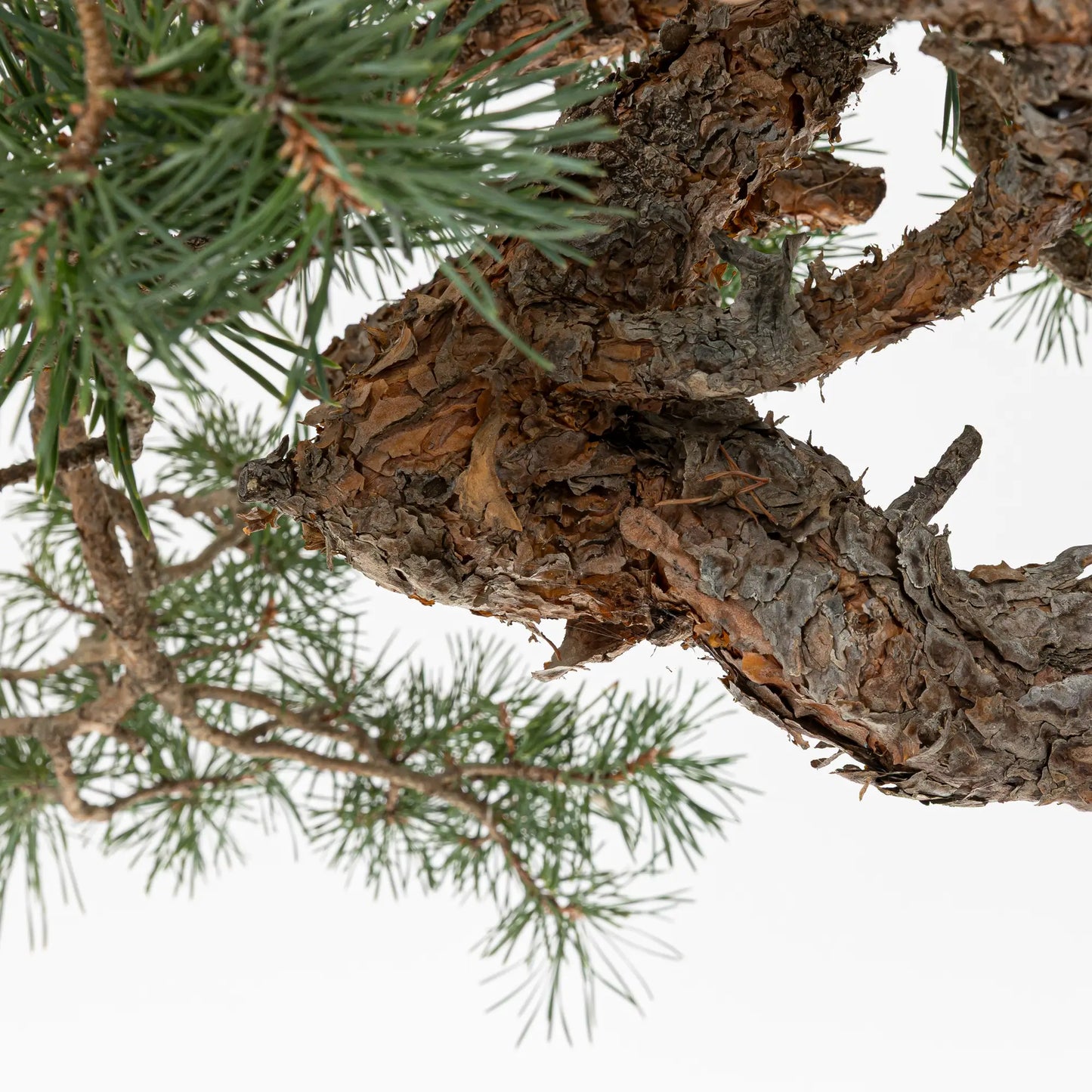 Detalle de tronto y corteza anaranjada de pinus sylvestris