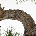 Detalle de corteza de pinus sylvestris