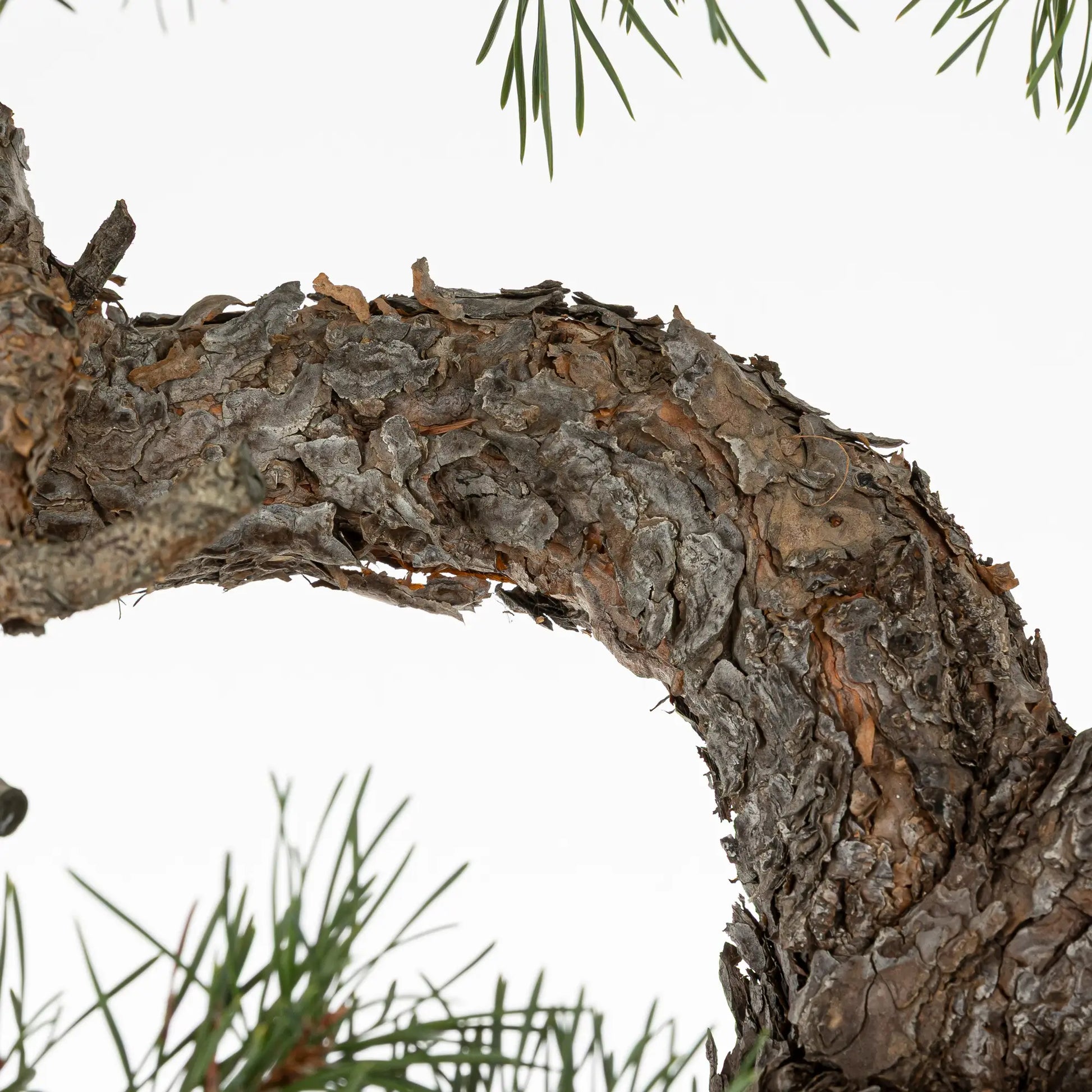 Detalle de corteza de pinus sylvestris