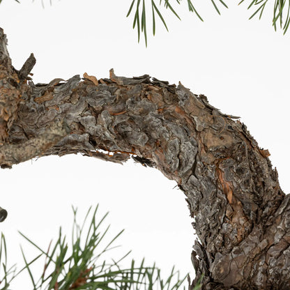 Detalle de corteza de pinus sylvestris