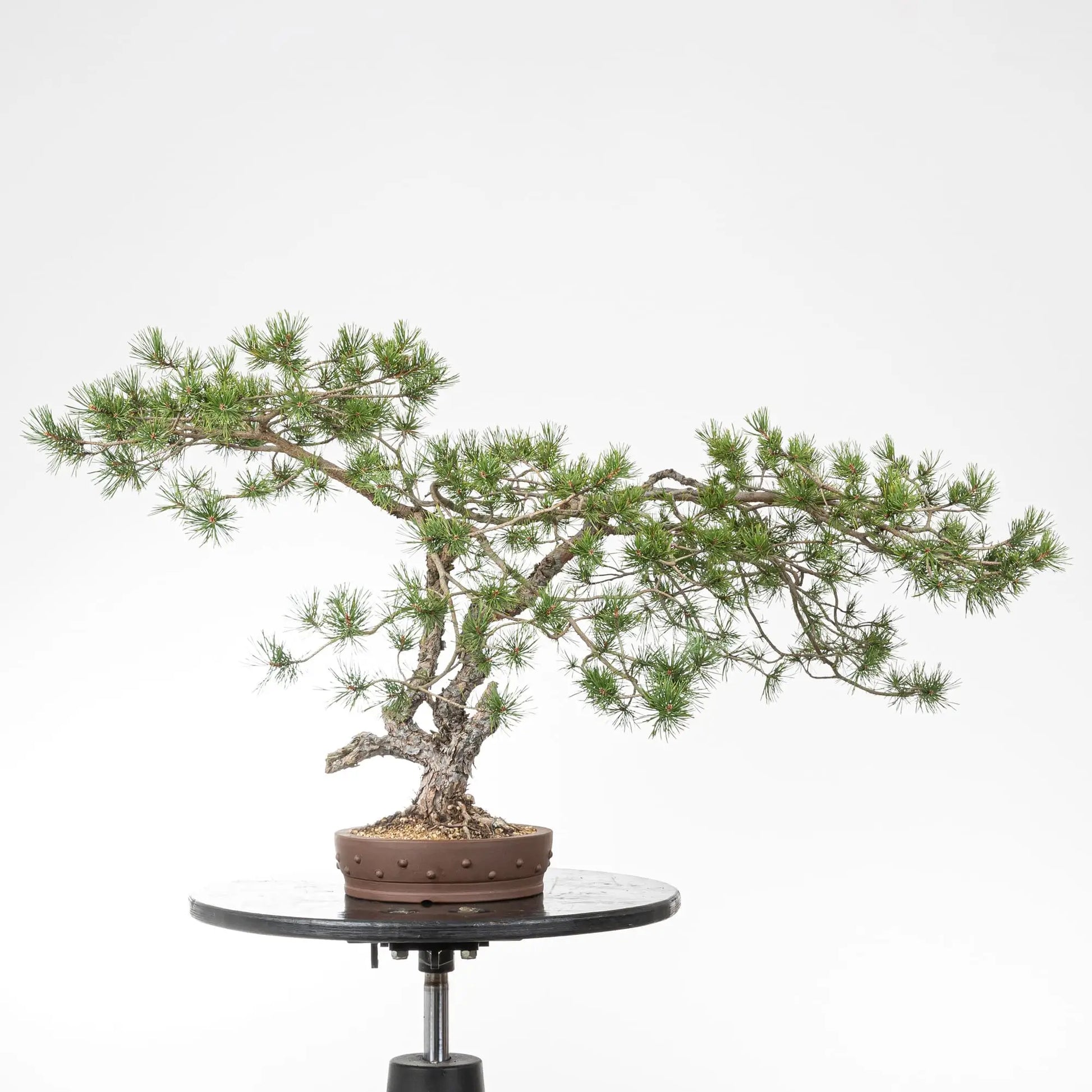 Bonsai yamadori de pinos silvetre en estilo doble tronco