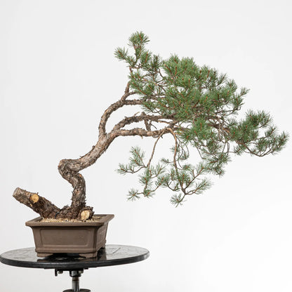 Bonsai yamadori de pinus sylvestris de estilo bunjin y tamaño dai
