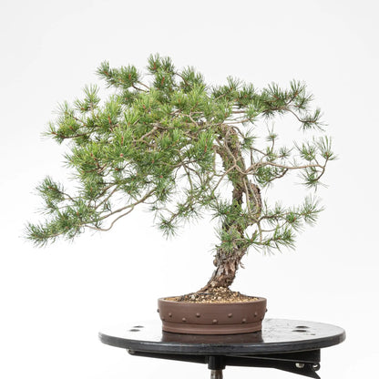 Cara derecha de bonsai yamadori de pino silvestre