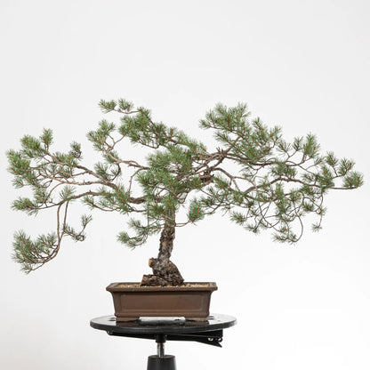 Cara trasera de bonsai yamadori de pinus sylvestris