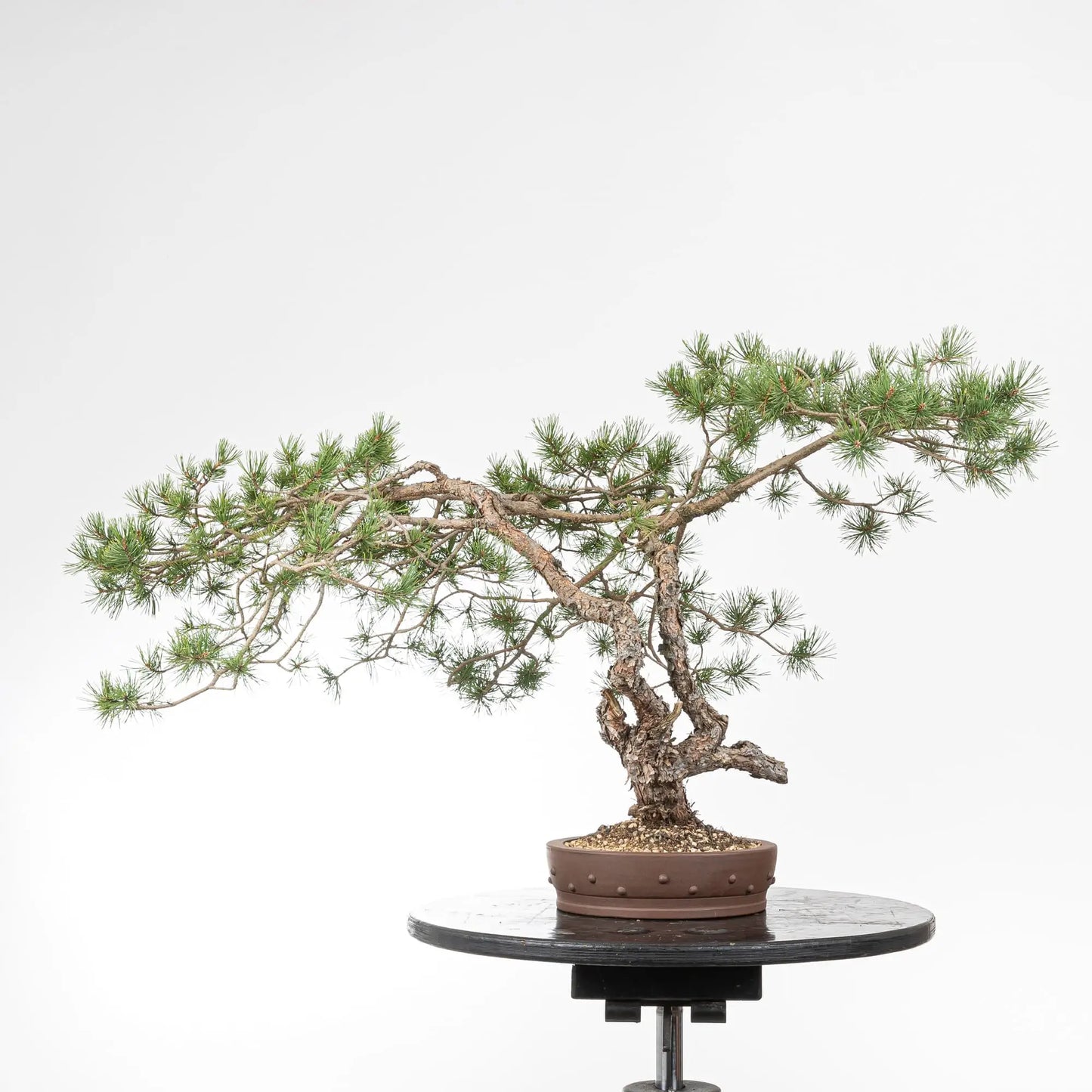 Cara trasera de bonsai de pino silvestre