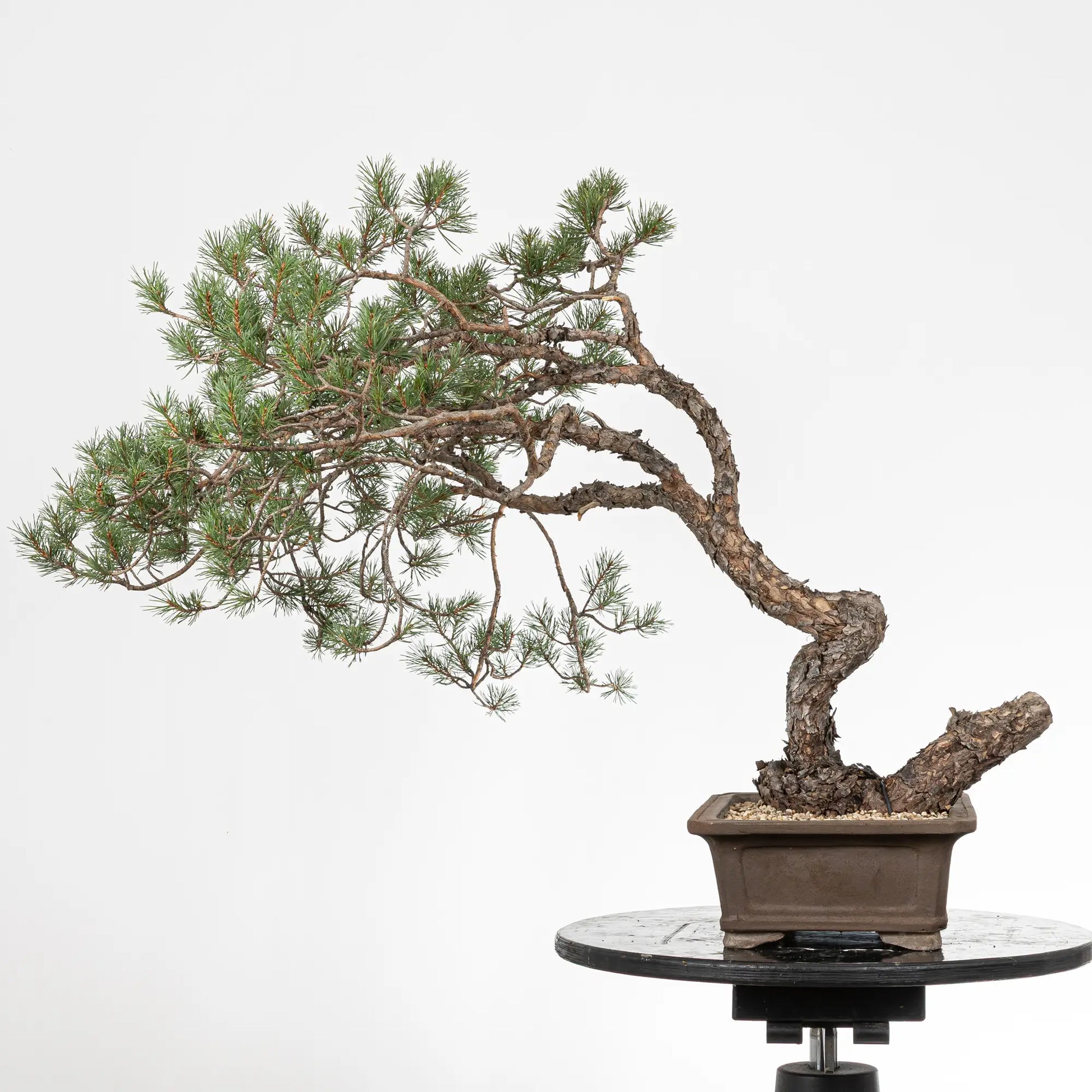 ara trasera de bonsai yamadori de pinus sylvestris
