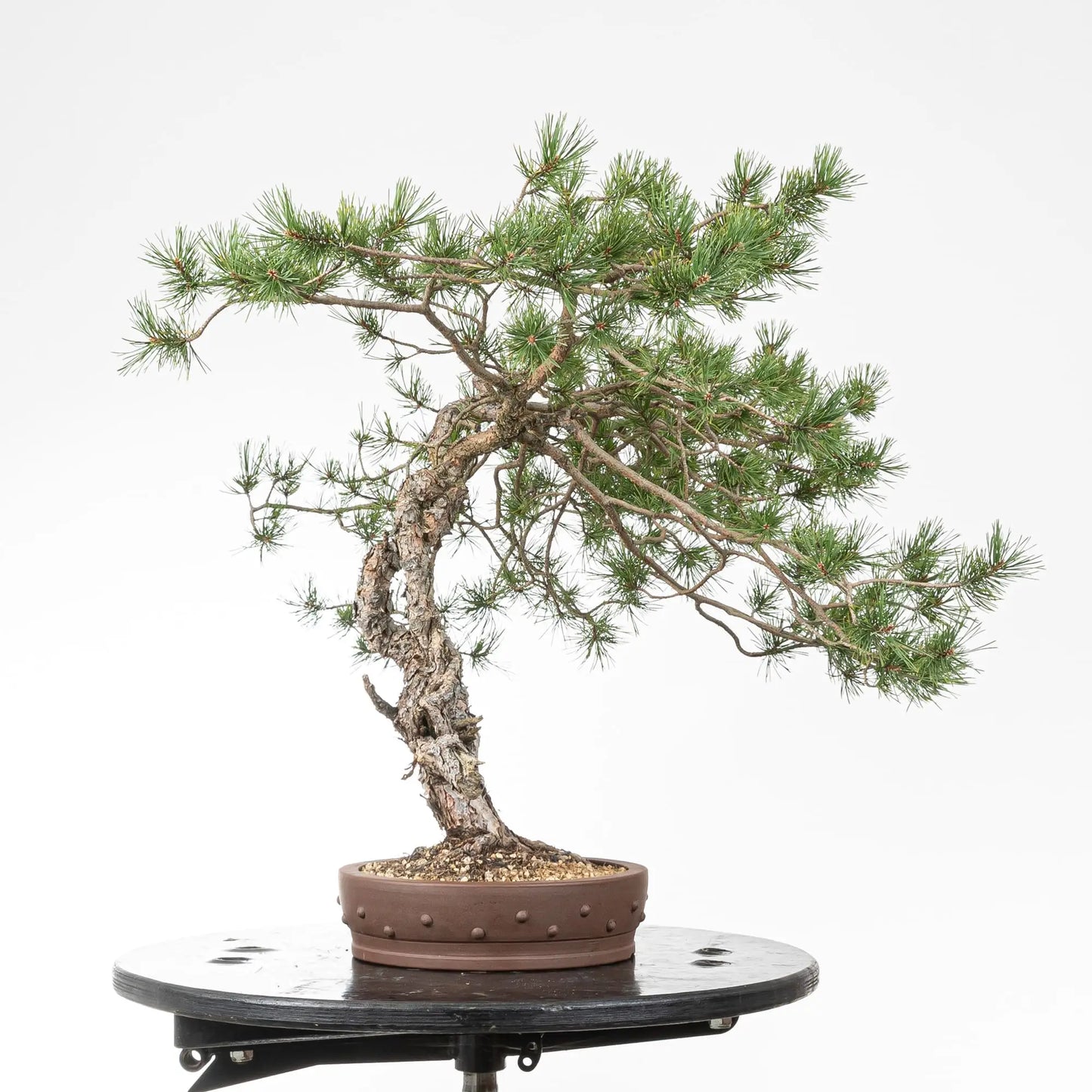 Cara izquierda de bonsai de pino silvestre
