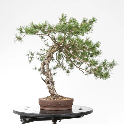 Cara izquierda de bonsai de pino silvestre
