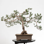 Cara izquierda de bonsai yamadori de pinus sylvestris