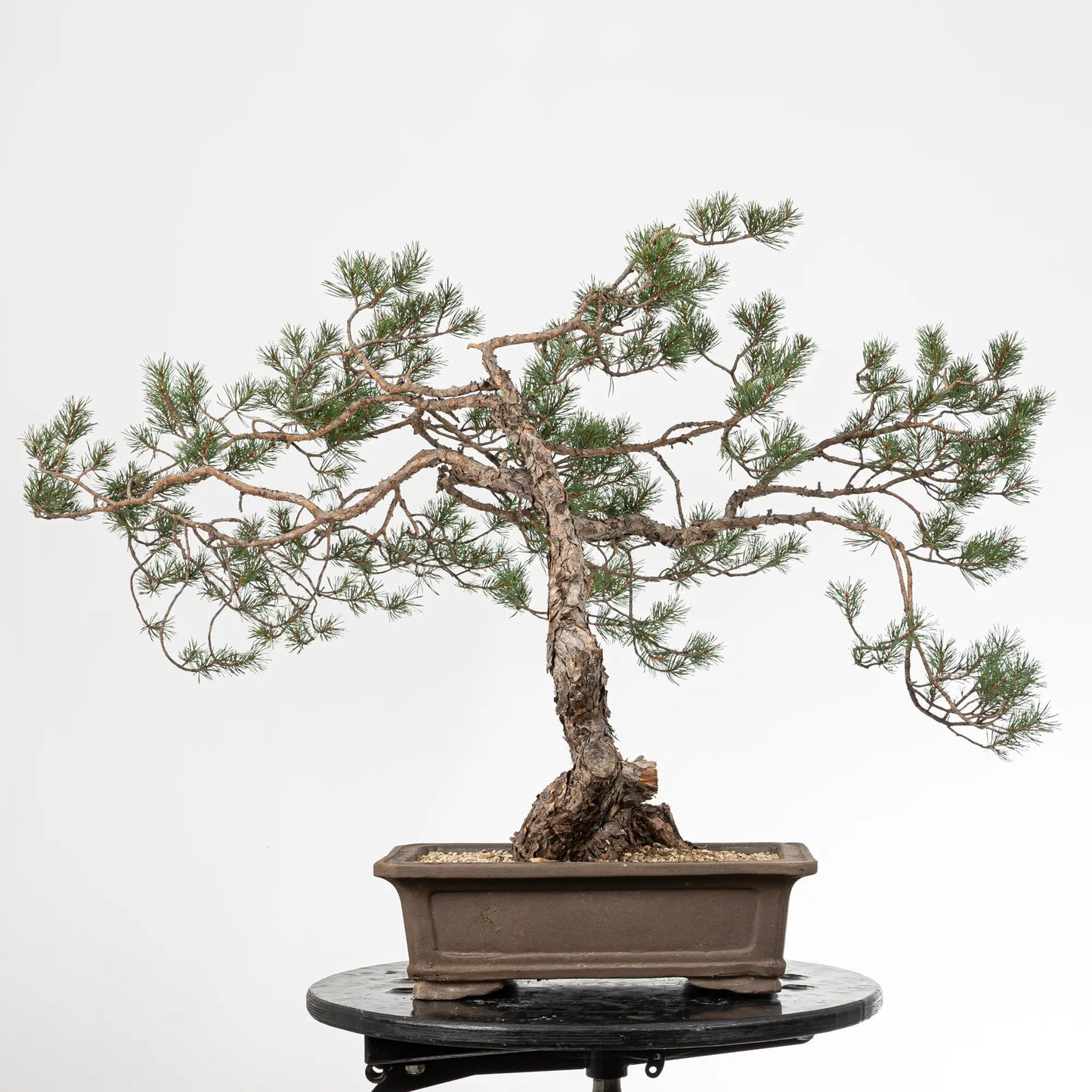 Cara izquierda de bonsai yamadori de pinus sylvestris