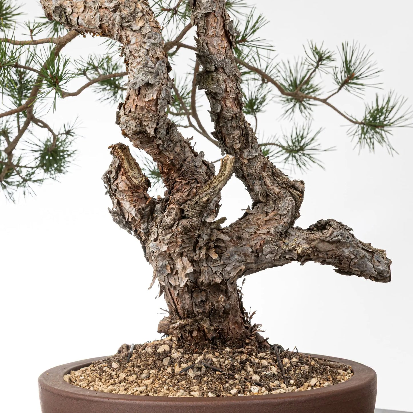 Detalle de tronco de bunjin