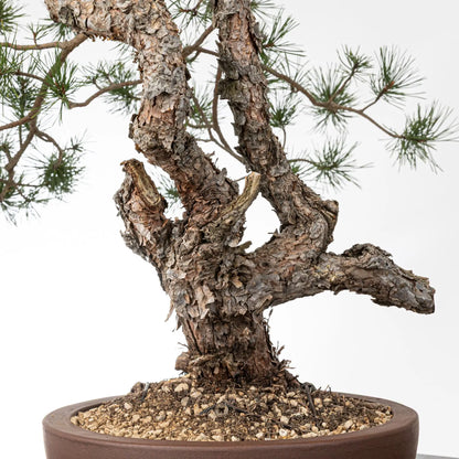 Detalle de tronco de bunjin