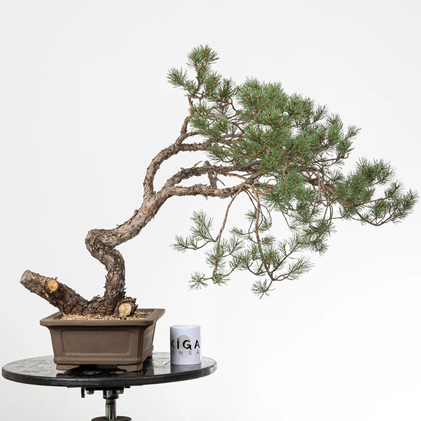Comparativa de tamaño de un bonsai yamadori de pinus sylvestris con una taza de café de la tienda de ikigai bonsai.