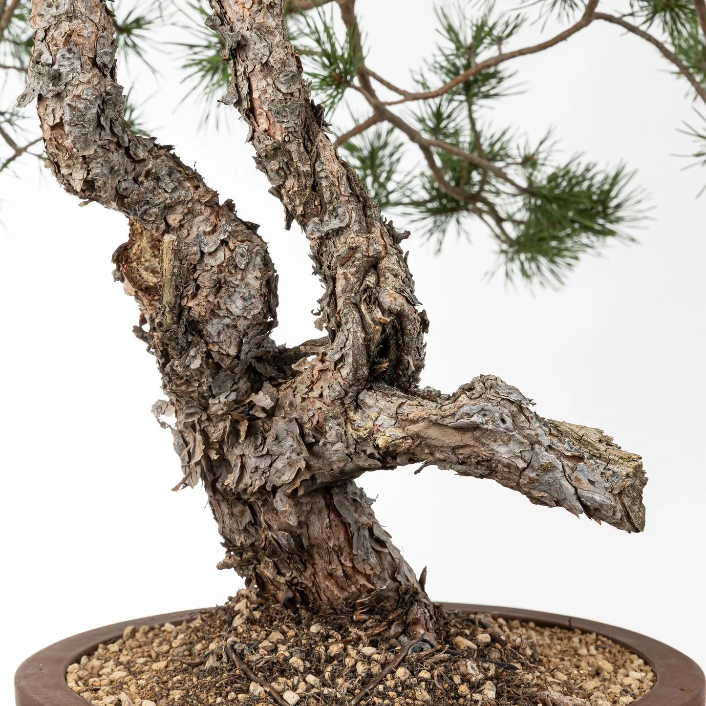 Detalle de jin y shari de pino silvestre