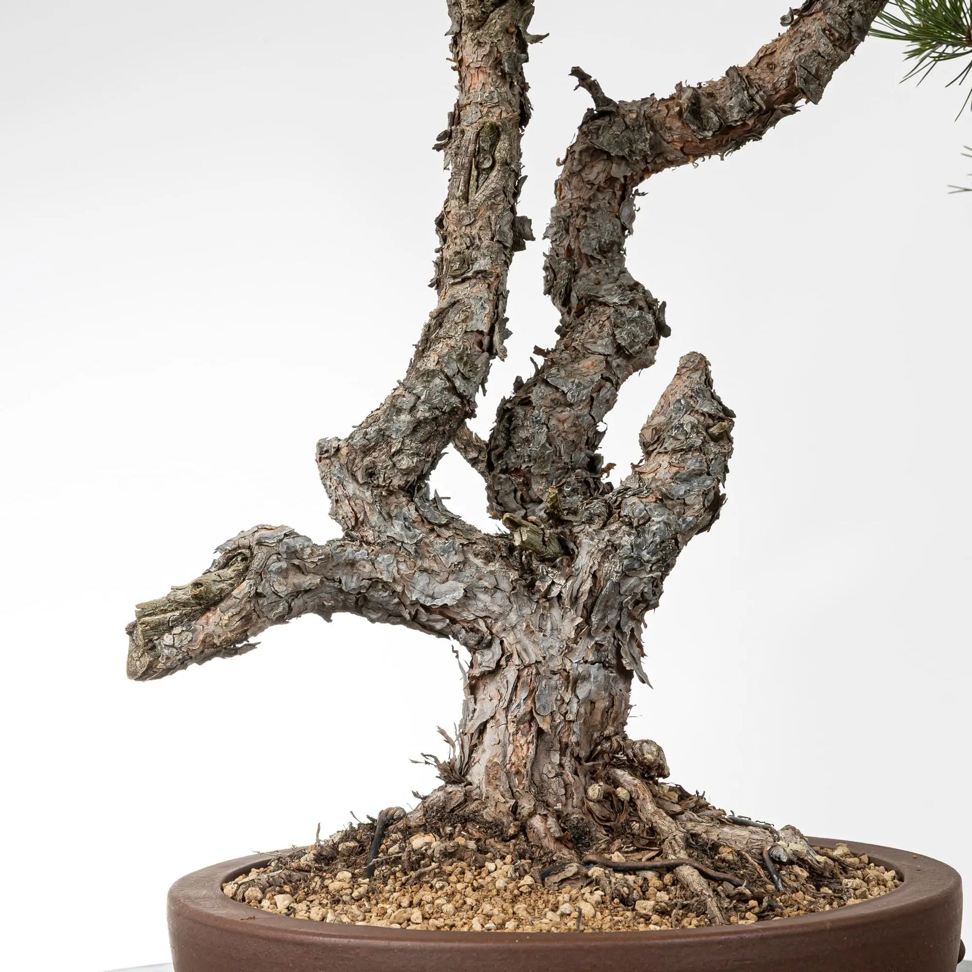 Detalle de doble tronco de bonsai de pino silvestre