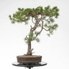 PINUS SYLVESTRIS